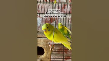 #سورة_القارعة #المنشاوي #قرآن فضل السورة في مربع التعليقات #طيور #quran #birds #budgies #america
