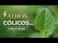 ¿Sufres de cólicos? Mira esto 👀Oregano Orejon