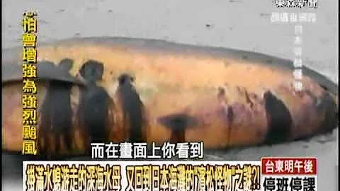 【关键时刻2300】挂满水螅游走的深海水母 回日本海滩的怪物之谜1010822 - 天天要闻