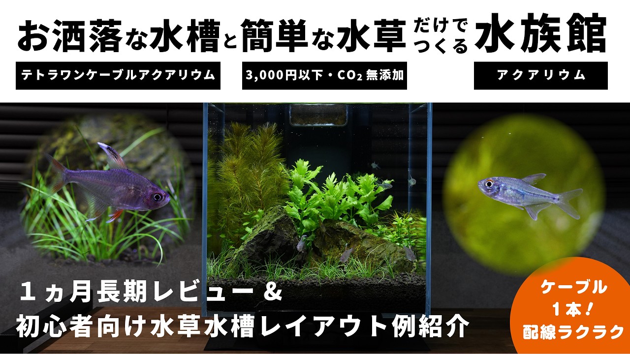 【レビュー&レイアウト】アクアリウム初心者におすすめ！最新インテリア水槽の長期レビュー＆初心者向け水草水槽立ち上げ【テトラ ワンケーブルアクアリウム】