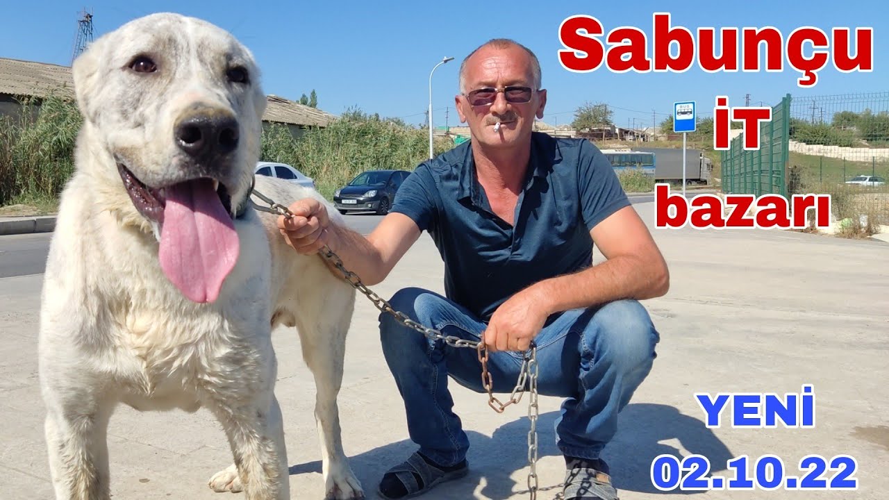 Sabunçu İT bazarı 02.10.22 #mubarizemintv #sabuncuitbazari #kanqal #pitbull #qurdbasar #it