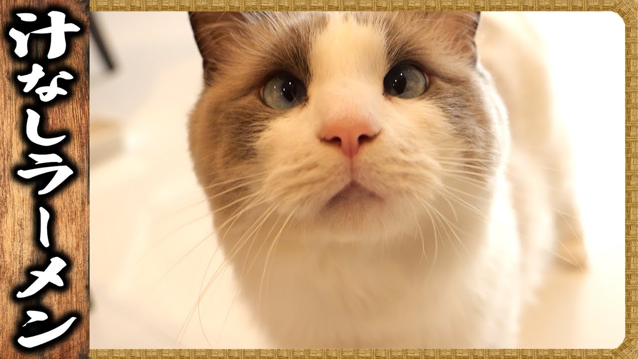 シゲ　雅山　二子山親方　 　ねこまみれチューリップバッグ シゲ 雅山 二子山親方 ねこまみれチューリップバッグ シゲ様専用 雅山