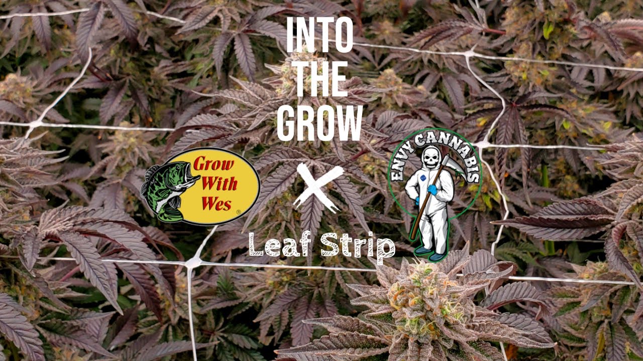 Into the Grow | How To "Leaf Strip" | GrowWithWes | Cannabis Cultivation