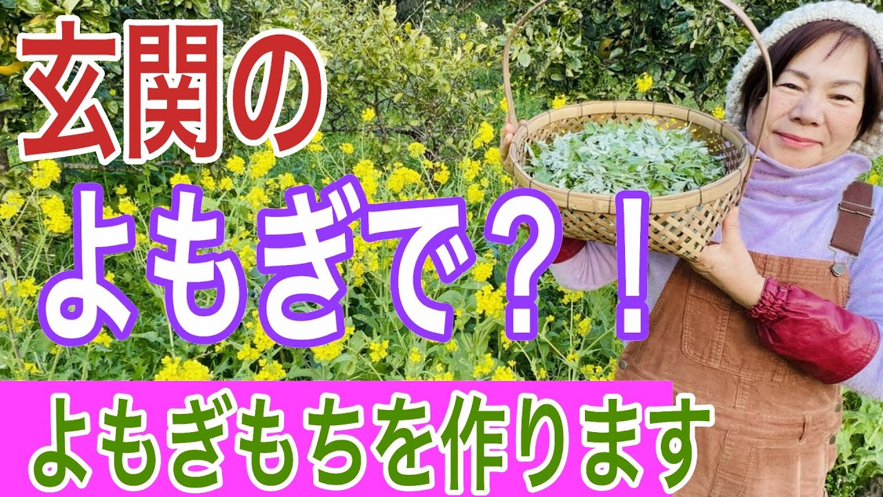 玄関に自生しているよもぎを使ってよもぎ餅を作ります。