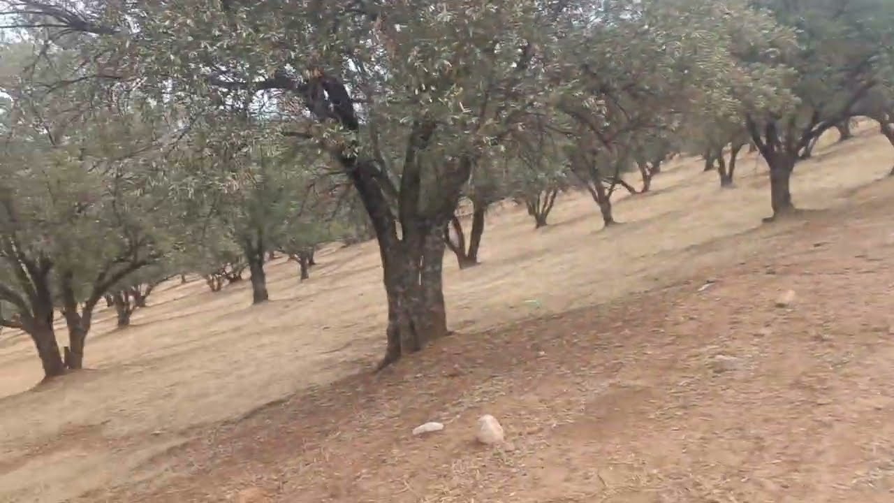 همزة فلاح كبير  50 هكتار تمن مزيان  محافظه تيتر زيتون كورا 0679444657 طريق ضوء ماء كولشي قريب 