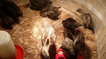 Menyuam qaib ayam cemani