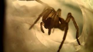 Macrography: Spider cleaning its Chelicerae, Fangs || Makrofotografie: Spinne reinigt Cheliceren
In this video you can see a tiny spider cleaning its chelicerae, fangs, pedipalps and legs. A few minutes before it was still eating a small cricket. Although it looks quite big, the spider is relatively small, as you can see at the end of the video.
In diesem video ist eine kleine Spinne zu sehen, die ihre Cheliceren, Pedipalpen und Beine reinigt. Kurze Zeit vorher hat sie ein Heimchen gefressen. Auch wenn die Spinne sehr groß zu sein scheint, am Ende des Videos sieht man, dass sie doch relativ klein ist.
Chelicerae:
The chelicerae are mouthparts of the Chelicerata, an arthropod subphylum that includes arachnids, Merostomata (horseshoe crabs), and Pycnogonida (sea spiders). Additionally, some chelicerae, such as those found in spiders, are hollow and contain (or are connected to) venom glands, and are used to inject venom into prey or a (perceived) threat.
Page Chelicerae. (2014, May 25). In Wikipedia, The Free Encyclopedia. Retrieved 20:04, November 4, 2014, from http://en.wikipedia.org/w/index.php?title=Chelicerae&oldid=610115035
Cheliceren:
Als Chelicere oder Kieferklaue wird das kennzeichnende Merkmal der Kieferklauenträger (Chelicerata) bezeichnet. Dabei handelt es sich um eine zu einem Mundwerkzeug umgewandelte Extremität im Kopfbereich, die vor der Mundöffnung liegt.
Seite „Chelicere“. In: Wikipedia, Die freie Enzyklopädie. Bearbeitungsstand: 11. Februar 2014, 19:58 UTC. URL: http://de.wikipedia.org/w/index.php?title=Chelicere&oldid=127470996 (Abgerufen: 4. November 2014, 20:05 UTC)
Filmed with an Olympus TG-2 Tough Edition
Song: Path to Follow by Jingle Punks Macrography: Spider cleaning its Chelicerae, Fangs || Makrofotografie: Spinne reinigt Cheliceren