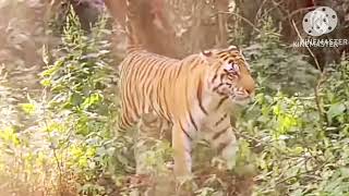 Tiger Attack Buffalo Billstiger Attack Men