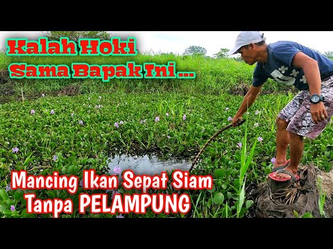 mancing-ikan-sepat-siam-tanpa-pelampung