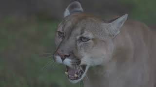 Surviving Mountain Lion Attacks #mountain #mountainlion #puma #wildlife #andesmountains #rockies by Wildlife Revisits 510 views 3 months ago 2 minutes, 20 seconds
