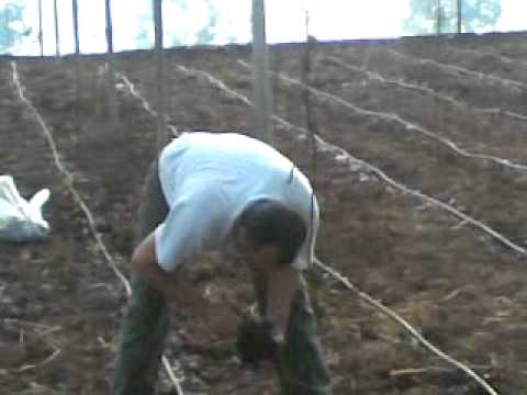 حياه فلاح فلسطيني محافظه قلقيليه