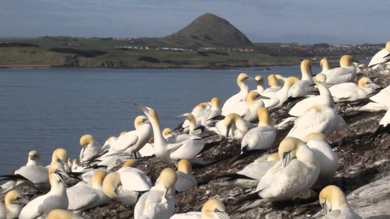 écosse Oiseaux De Mer