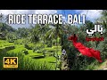 حقول الارز في جزيرة بالي | 🇮🇩 Tegallalang Rice Terrace, BALI | Walking Tour| 4K