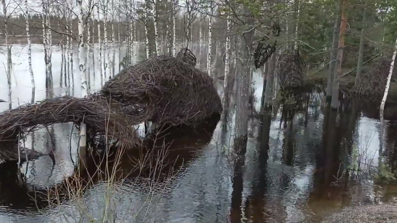 Lappi. Äkäsjoki  tulva.  19.05.2024.