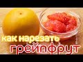 КАК НАРЕЗАТЬ ГРЕЙПФРУТ. Быстрый способ очистить грейпфрут!