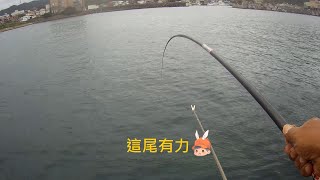 澳底漁港 釣況分享 Wild fishing in Taiwan. [嘟嘟釣魚狂#235] 2023/10/11 by 嘟嘟釣魚狂 10,818 views 7 months ago 7 minutes, 10 seconds