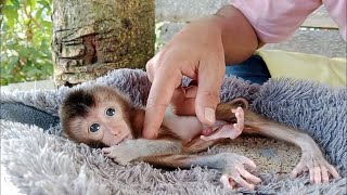 The newborn baby monkey was very angry with the father when his finger was pulled from his mouth