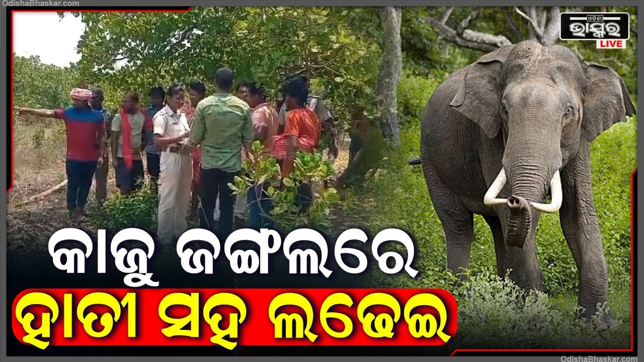 କାଜୁ ଜଙ୍ଗଲରେ ଘଟି ଯାଇଛି ଅଭାବନୀୟ ଘଟଣା | ଜଣେ ଯୁବକଙ୍କ ସହ ଏମିତି କଲା ହାତୀ