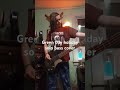Green day holiday bass solo cover #bass #greenday #music #cover