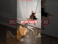 Kitty gets snatched up through the door #catmemes #viral #creepy#funny #cat #cute #kitten