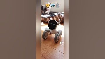 loona robot playing with the cat #petrobot #airobot #petbot #loona #loonarobot #loonareaction