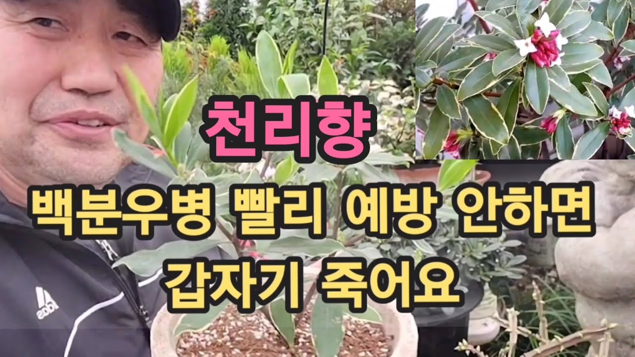 천리향 누구나 손쉽게 꽃많이 피고 풍성하게 키우려면 꼭 알아야 할 3가지