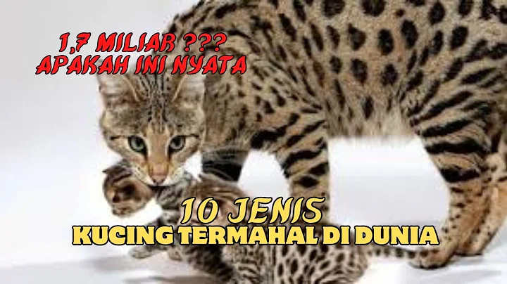 Video 9211781: russian sphynx, kucing russian blue, kucing bengal, peterbald