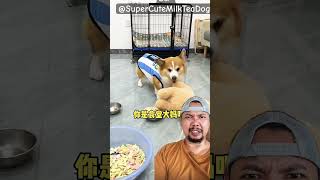 Bagi Makanan Doggie Gak Adil Malah Ngambek trending funny comedy 