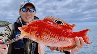 新西兰路亚钓鱼炎月敲底船钓猪鱼#鱼吕行Albert Fish On#手作钓具#Lure Fishing New Zealand Red Pigfish On Inchiku Jig