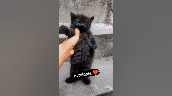 Watch the video about Black Persian cute kitten #reels #shorts #short #trend
