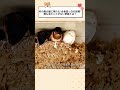 村の燕の巣に現れた“全身真っ白の妖精”…誰も見たことがない奇跡とは？ #感動する話