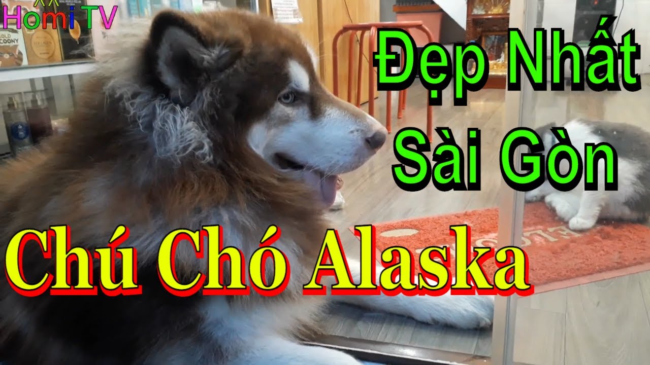 Bé Homi Gặp Chú Chó Alaska Đẹp Nhất – Chó Alaska To Bằng Con Gấu ❤ Homi ToysReview TV ❤