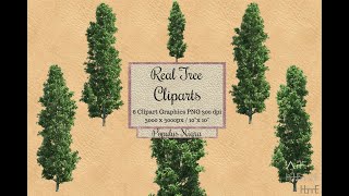 Real Tree Cliparts - Populus nigra - photoshop overlays png, Tree layout, transparent background