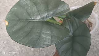 STARCLOUD ALOCASIA BOUND FOR CAMARINES NORTE #plants #alocasia #starcloud #video #delivery