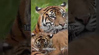 Lion attitude   Lion Attitude Status  Motivational Qoutes Status shorts trending viral neet