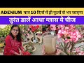 एक बार अडैनियम में जरूर डालें ये खाद पूरे साल पौधा फूलों से भरा रहेगा ।desert rose care & fertilizer