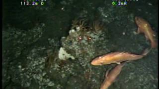 Cowcod and Canary rockfish