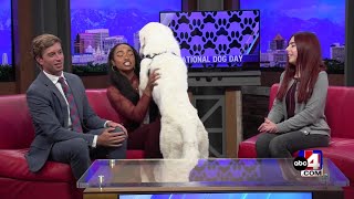 Celebrating National Dog Day With Roma!
