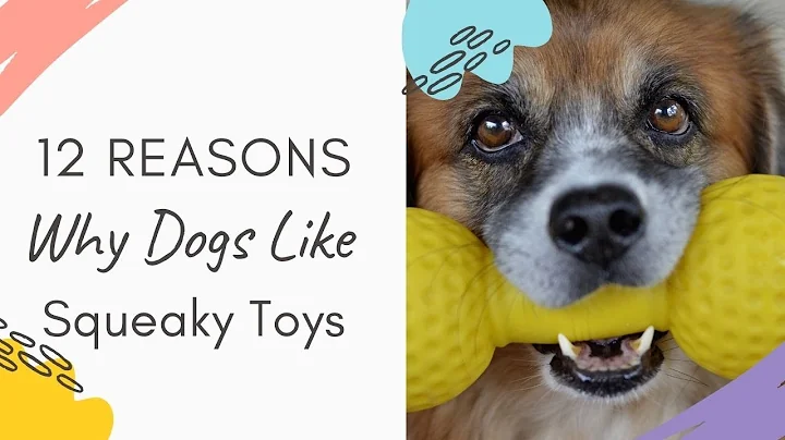 Why do dogs like squeaky toys? 12 Reasons Why Dogs like Squeaky Toys Explained.