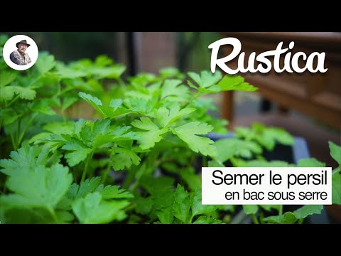 Vidéo: Prendre soin des plantes à racine de persil - Comment faire pousser la racine de persil