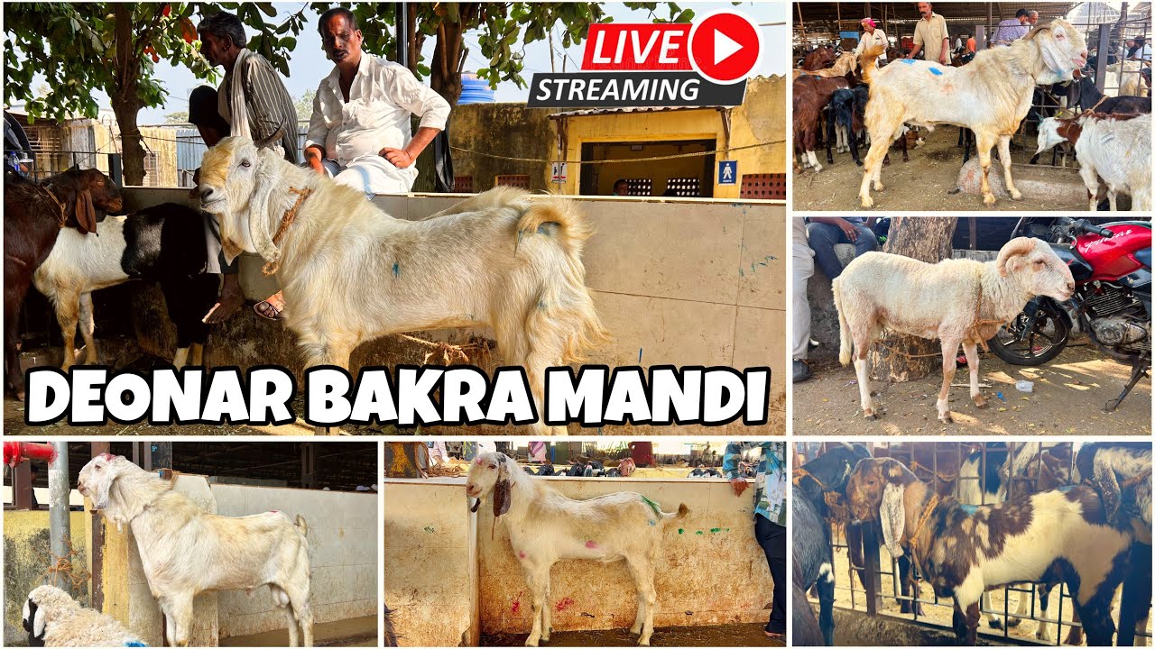 DEONAR BAKRA MANDI LATEST UPDATE 2025 || TUESDAY LIVE MARKET ||