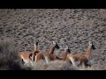 Especial Documental sobre el Guanaco