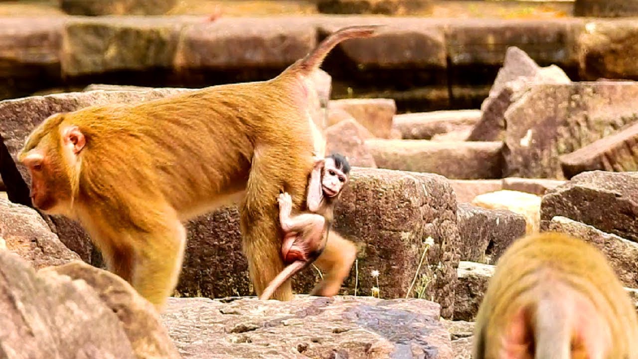 So Pity Valentin! Bad Maltreat! Bonita Kidnapping Baby Monkey Of Queen Catching Up