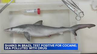 Sharks in Brazil test positive for cocaine, scientists say