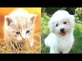 🐱 🐶 💖 Pictures of Cute Puppies and Kittens, May 2021 🎵 Pachelbel Canon in D Major