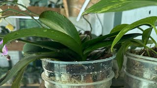 PHALAENOPSIS SUPER BARATAS ( patricia 31 99493-7256)