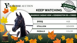 Keep Watching IN THE 'POT OF GOLD EDITION’ YOUHORSE.AUCTION BREEDING OCTOBER 2 - 7 OCTOBER 2025