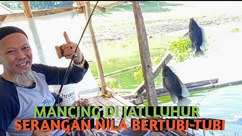 𝗠𝗔𝗡𝗖𝗜𝗡𝗚 𝗝𝗔𝗧𝗜 𝗟𝗨𝗛𝗨𝗥 - 𝗦𝗧𝗥𝗜𝗞𝗘 𝗕𝗘𝗥𝗧𝗨𝗕𝗜-𝗧𝗨𝗕𝗜