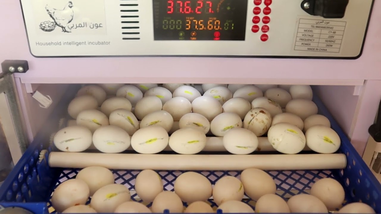 الشاملة برو 68 بيضة