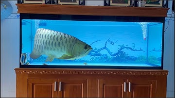 Chuyển cá rồng bối đầu vàng vào hồ mới || Move the golden-headed arowana to the new tank